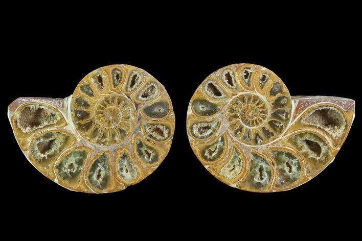 Cut & Polished, Agatized Ammonite Fossil - Jurassic #93535